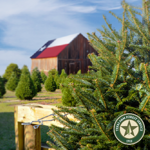 More than four million real Christmas trees are sold annually in Texas, supporting farms and agriculture businesses throughout the state. As the holiday season nears, Texas A&M Forest Service encourages purchasing real Christmas trees to help boost the Texas economy.